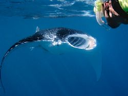 Snorkeling with manta rays is awesome - doubly so when th... by Kristin Anderson 
